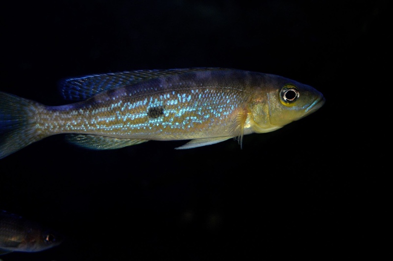 Lepidiolamprologus attenuatus